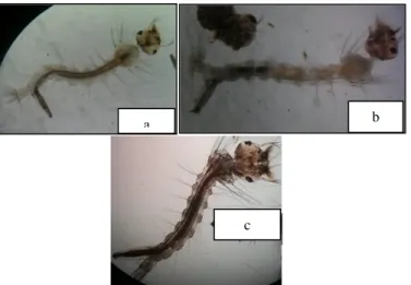 Gambar  1.  Perbandingan  Warna  Tubuh  Larva  Nyamuk  Culex  sp.  Kontrol  dengan  yang  Mati  Terpapar  Ekstrak  Daun  Mangkokan  (perbesaran  40x)   (dokumen pribadi) 