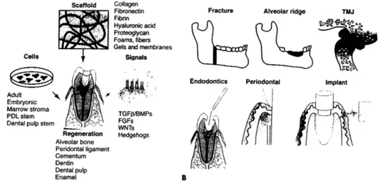 Gambar II.3 A. Pengembangan scaffolds , sel, dan sinyal dalam pembuatan jaringan pengganti gigi di masa depan; B