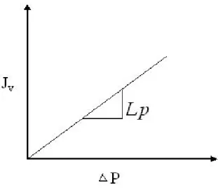 Gambar 3.3 Grafik penentuan nilai permeabilitas (Lp)  c. Penentuan koefisien rejeksi 