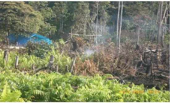 Gambar II-2.  Pembukaan dan pembakaran lahan pada ekosistem  hutan     kerangas yang diinvasi semak belukar 