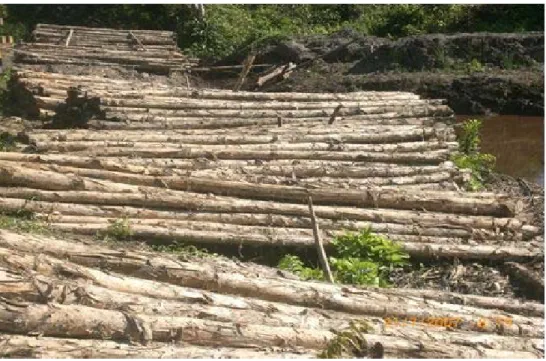 Gambar II-6. memperlihatkan tumpukan kayu gelam yang siap untuk     dijual. 