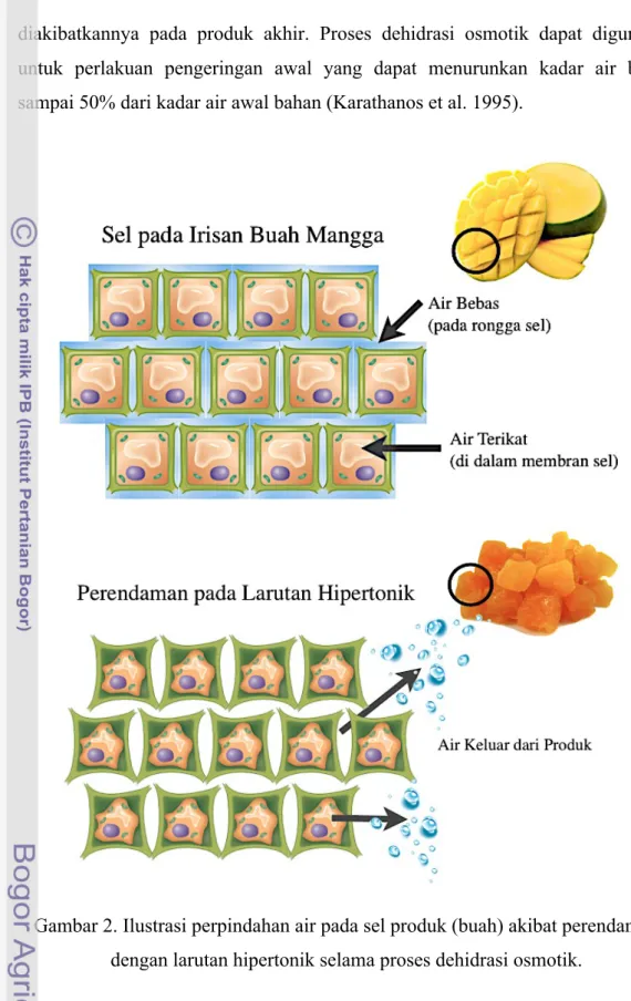 Gambar 2. Ilustrasi perpindahan air pada sel produk (buah) akibat perendaman  dengan larutan hipertonik selama proses dehidrasi osmotik
