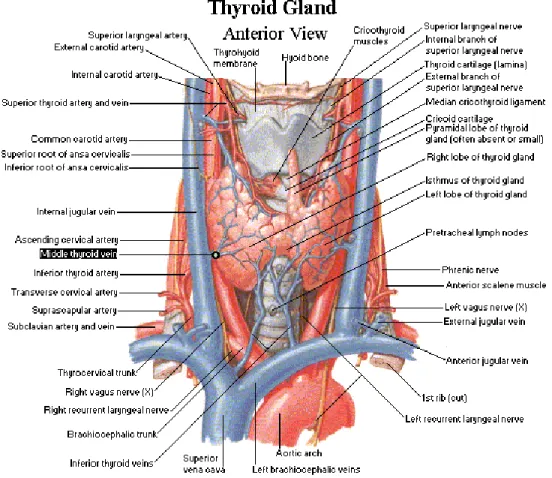 Gambar 1. Anatomi kelenjar tiroid
