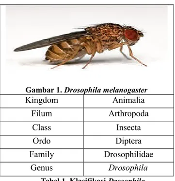 Gambar 1. Drosophila melanogaster