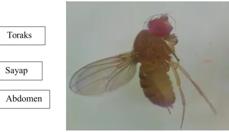 Gambar 5. Morfologi lalat buah (Drosophila Melanogaster)