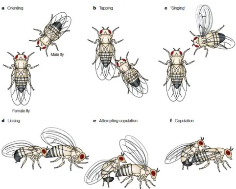 Gambar 3. Proses perkawinan Drosophila