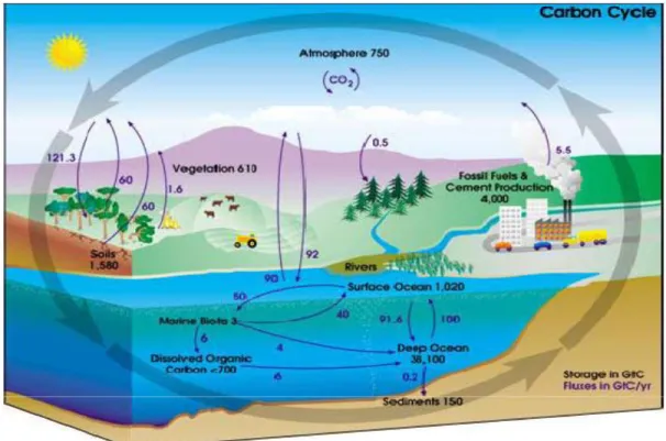 Gambar 4. Siklus Karbon di Bumi dan di Atmosfir  Karbon diambil dari atmosfer dengan berbagai cara:  