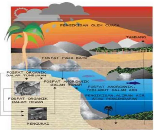 Gambar 6. Siklus Fosfor di Alam 
