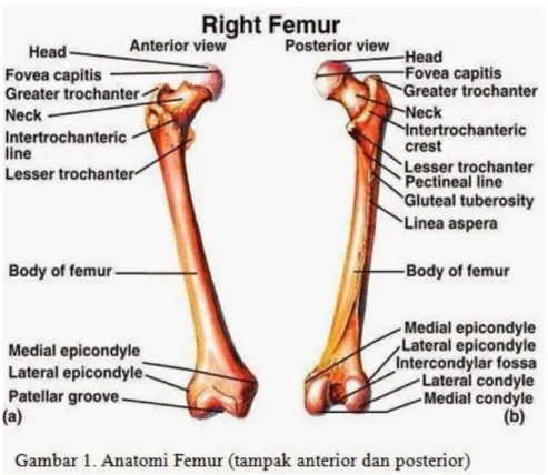 Gambar 2.1 Anatomi Femur 