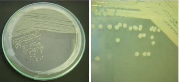 Gambar  2.3. Kultur murni koloni bakteri pada Pachyseris sp. 