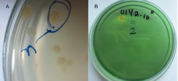 Gambar  2.5.  Bakteri  yang  ditumbuhkan  pada  media  agar  SWC  (sea  water  complete) (A) dan pada media agar TCBSA (thiosulfate citrate bile  salt sucrose agar) (B)