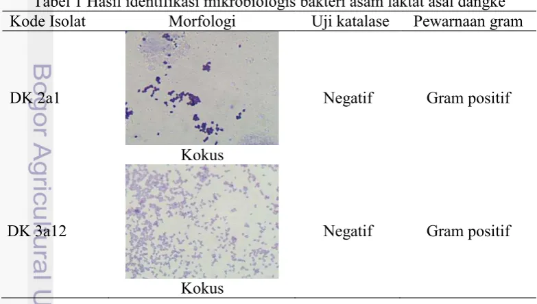 Tabel 1 Hasil identifikasi mikrobiologis bakteri asam laktat asal dangke 