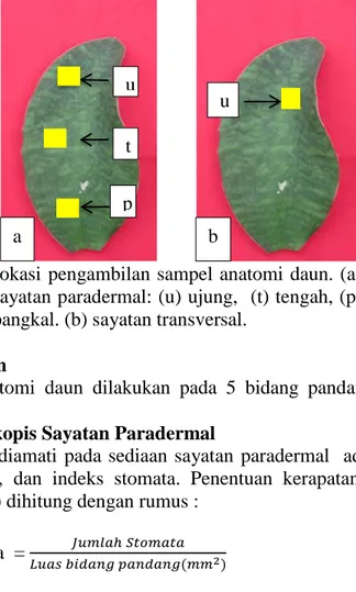 Gambar 1.  Lokasi pengambilan sampel anatomi  daun. (a)  sayatan paradermal: (u) ujung,  (t) tengah, (p)  pangkal