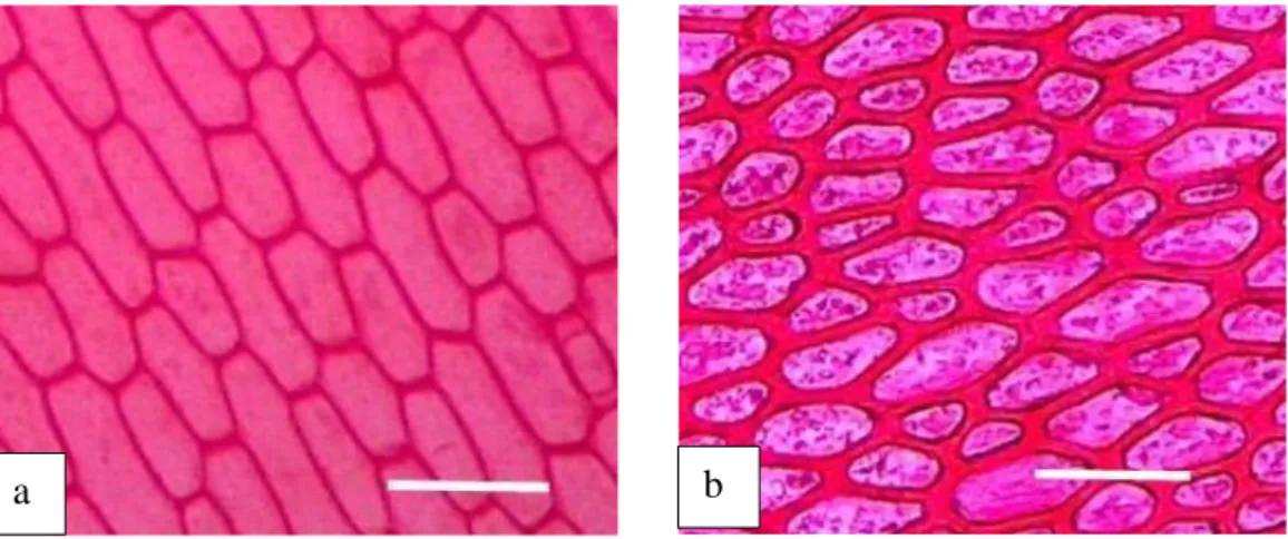 Gambar  4.  Struktur  sel  epidermis.  (a)  sel  epidermis  berdinding  tipis  S.trifasciata  gold  flame  dan  (b)  sel  epidermis  berdinding  tebal  S