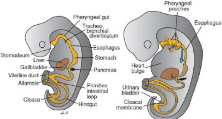 Gambar 2. perkembangan sistem pencernaan janin di minggu ke 4 dan 5   