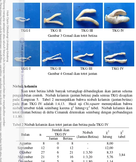 Tabel 2 Nisbah kelamin ikan totot jantan dan betina pada TKG IV 