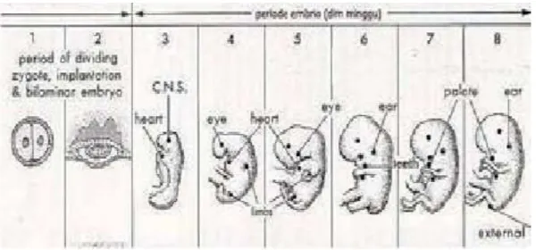 Gambar 1. Perkembangan Janin Trimester I 8