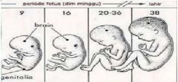 Gambar 2. Perkembangan Janin Trimester II 7