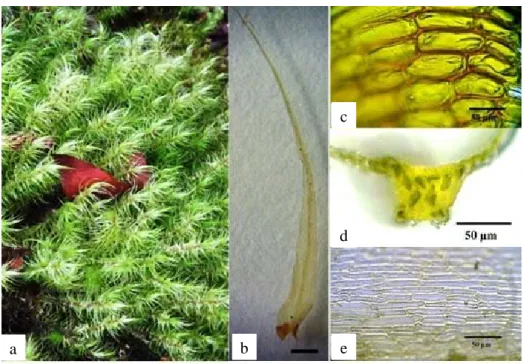 Gambar 1.  Dicranoloma dicarpum: a. habitus, b. daun (skala = 1 mm), c. detil sel alar, d