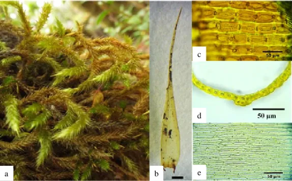 Gambar 3.  Dicranoloma rugifolium: a. habitus, b. daun (skala = 1 mm), c. detil sel alar, d