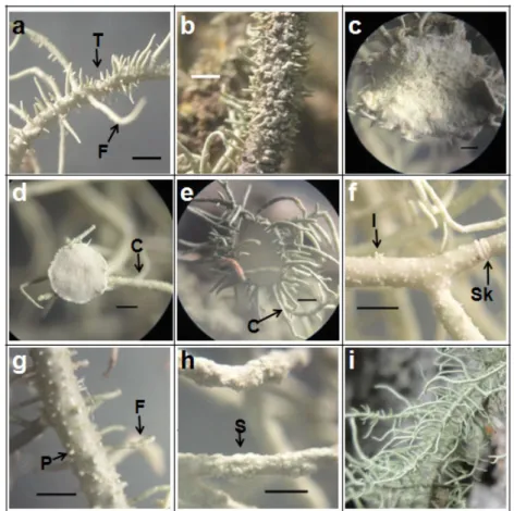 Gambar 3. Morfologi Talus Fruticose Menunjukkan Fibril dan Tubercle pada B. furcellata (a); Spinule-like Isidia Menutupi Seluruh Permukaan Talus pada Alectoria sp
