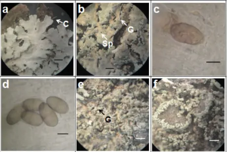 Gambar 7. Morfologi dan spora Heterodermia menunjukkan ujung talus dengan cilia (a), bintik hitam dan granula di permukaan atas talus (b), spora (c) pada H