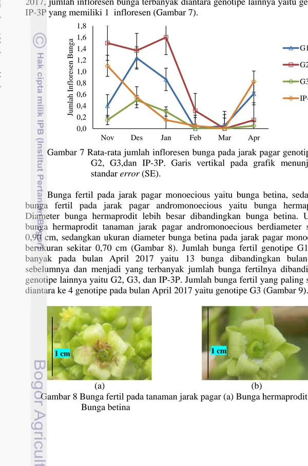 Gambar 7 Rata-rata jumlah infloresen bunga pada jarak pagar genotipe G1,  G2,  G3,dan  IP-3P