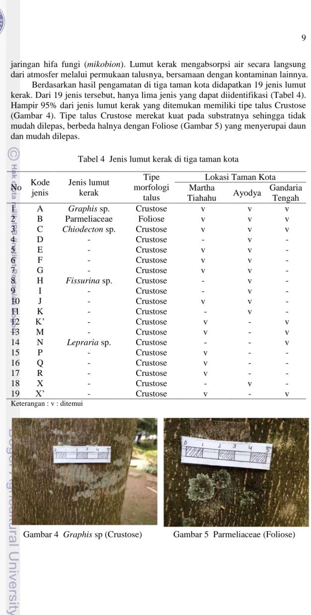 Tabel 4  Jenis lumut kerak di tiga taman kota 