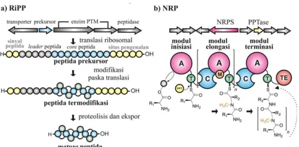 Gambar 1. Skema umum biosintesis peptida bahan alam. a) Peptida yang disintesis melalui  RiPP mengalami modifikasi paska translasi, sedangkan b) biosintesis NRP memanfaatkan  mesin perakitan modular NRPS