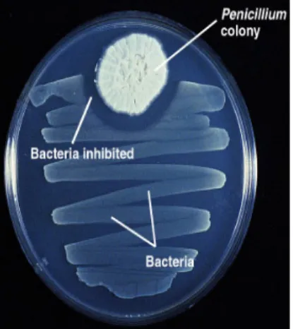 Gambar 9. Pertumbuhan bakteri terhambat dengan adanya Penicillium sp 