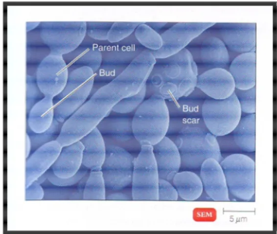 Gambar 2. Sel yeast Saccharomyces cerevisiae (Sumber: Tortora, 2007) 