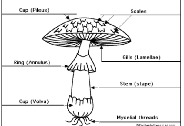 Gambar  9  menunjukkan  struktur  umum  cendawan.  Struktur  umum  cendawan  biasanya    terdiri  dari  tudung  (pileus),  rongga-rongga  pada  tudung  (scales),  insang  (gills,  merupakan  tempat  terdapat  basidiospora),  cincin  (annulus), tangkai (sti