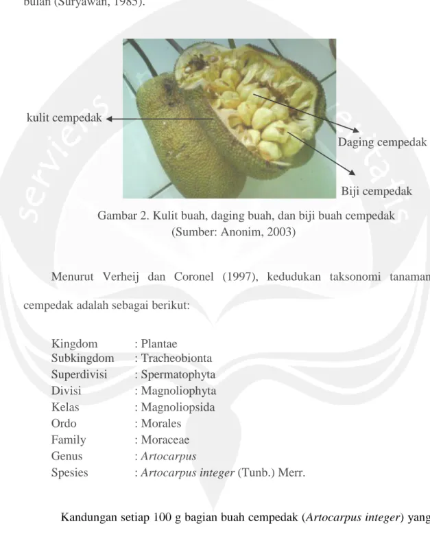 Gambar 2. Kulit buah, daging buah, dan biji buah cempedak  (Sumber: Anonim, 2003) 