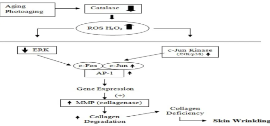 Gambar 2.6 Mekanisme Kerusakan Kolagen ( Shin, 2005). 