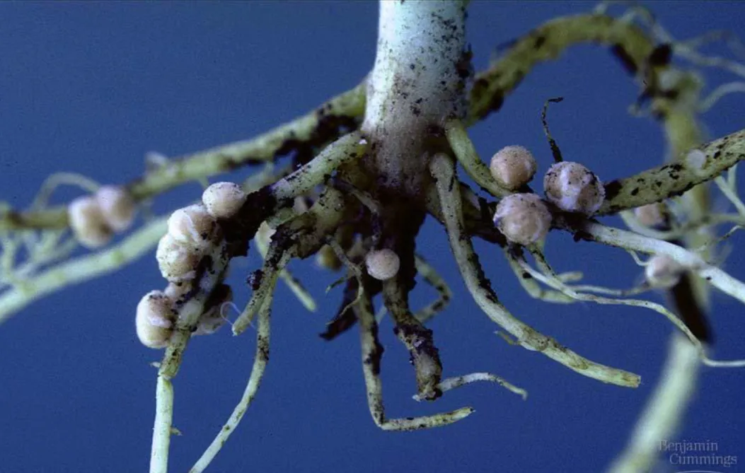 Figure 37.10x  Nodules