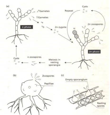 Gambar    1.7.  Beberapa  karakter  dari  Chytridiomycota.  (a)  Siklus  hidup  Allomyces