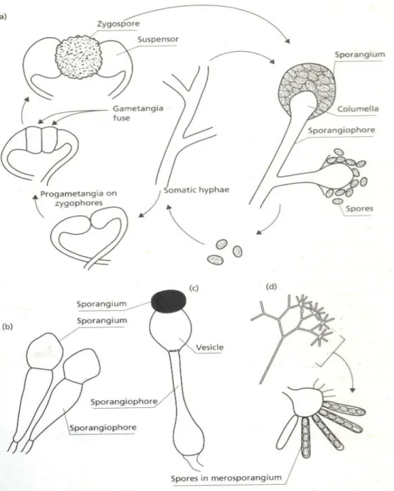 Gambar  1.  9.    Beberapa  karakter  Zygomycota.  (a)  Siklus  hidup  Mucor.  Reproduksi  aseksual  terjadi   dengan cara  menghasilkan  sporangiofora  yang  sporangianya berada  pada  bagian  ujung