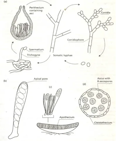 Gambar  1.  11.    Beberapa  karakter  Ascomycota.  (a)  siklus  hidup  Neurospora  crassa.Hifa  somatiknya  menghasilkan  konidiospora  yang  berupa  konidia  bentuk  rantai  bercabang