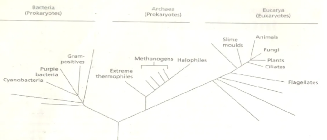 Gambar  1.1.    Pohon  filogenetik  umum  yang  menggambarkan  adanya  3  domain  (wilayah): 