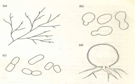 Gambar  1.  3.    Bentuk-bentuk  pertumbuhan  fungi.  (a)  miselium;  (b)pertunasan  yeast;  (c)  pembelahan yeast; (d) pertumbuhan chytridiaceous dengan rhizoid