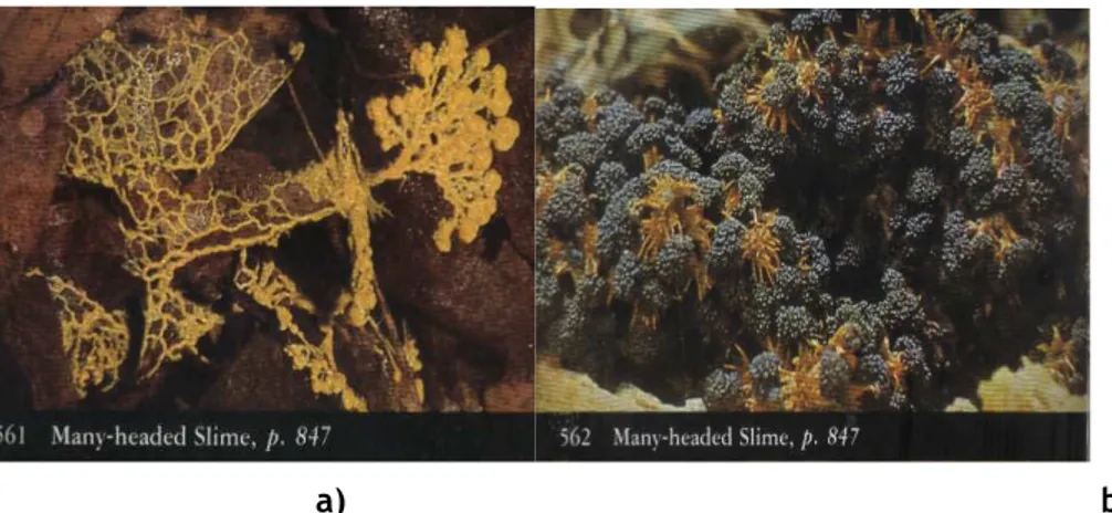 Gambar 1.5. Morfologi Physarum polycephalum a) Plasmodium (lendir)  dan b)sporangia 