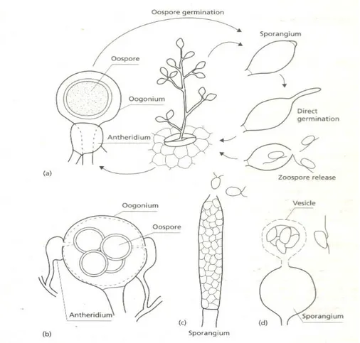 Gambar  1.  6.  Beberapa  karakter  Oomycota.  (a)  Phytopthora  infestans  pada  saat  melakukan  tahapan siklus infeksi