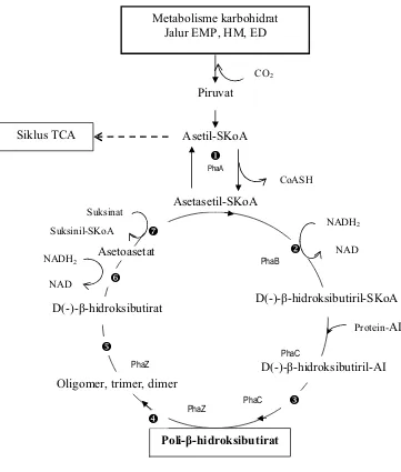 Gambar 3. Lintasan umum biosintesis dan degradasi PHB oleh mikroba(Ralstonia eutropha, Azotobacter beijerinckii) (Lafferty et al., 1988).