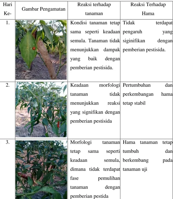 Tabel 1.1 Pengamatan terhadap uji coba pestisida alami pada tanaman cabai dengan  kandungan kadar 25% biji buah mahoni 