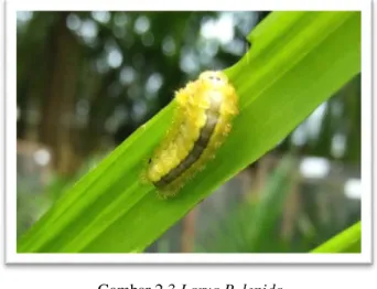 Gambar 2.3 Larva P. lepida (Sumber : Dokumentasi pribadi) 