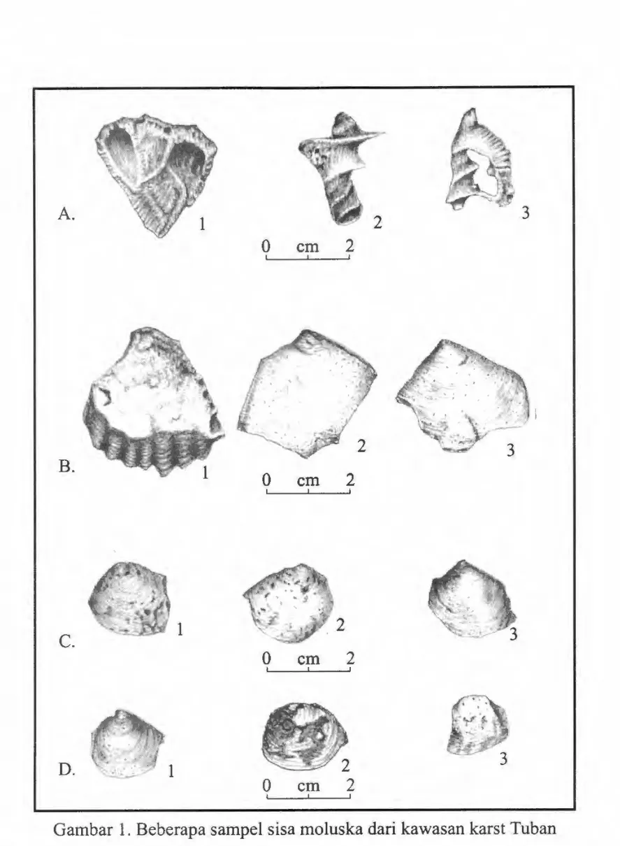 Gambar  1. Beberapa  sampel  sisa moluska  dari kawasan  karst  Tuban 