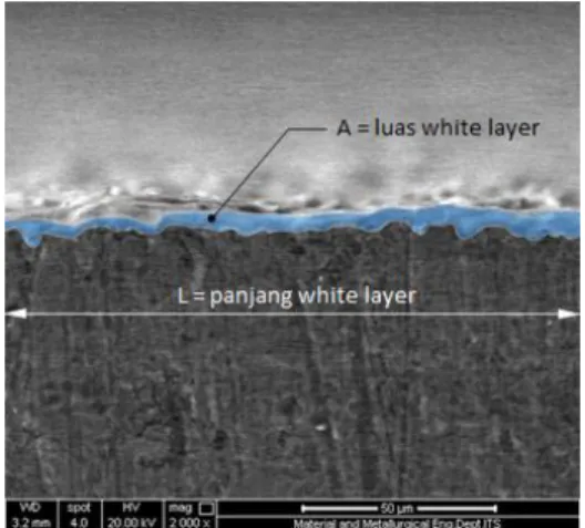 Gambar 3 SEM Tebal lapisan White Layer (TW) 