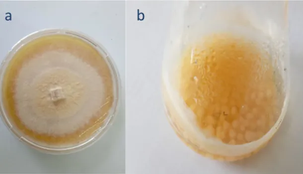 Gambar 2.1 a. Kultur jamur G. trabeum di PDA; b. Biokomposit Gt/UiO-66    