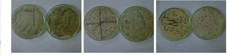 Gambar 6. Hasil Pertumbuhan Kultur Awal Bakteri Staphylococcus aureus pada 