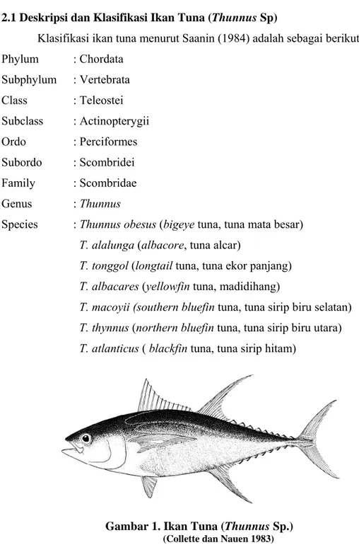 Gambar 1. Ikan Tuna (Thunnus Sp.)                     (Collette dan Nauen 1983) 